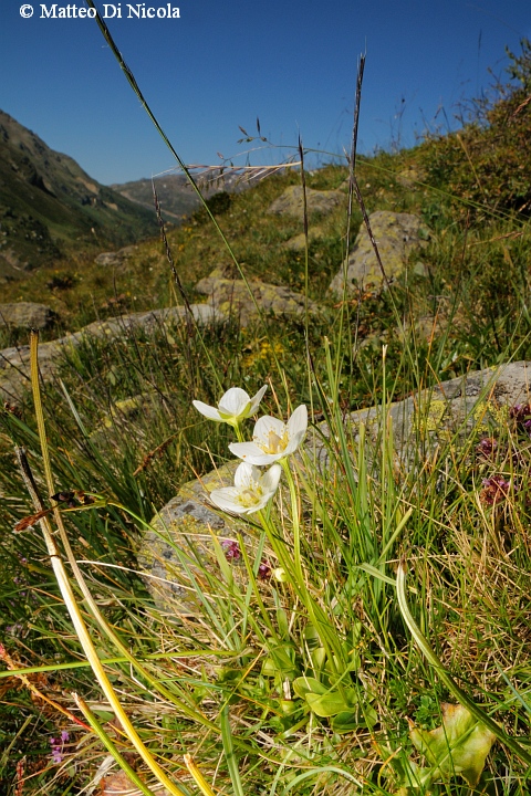 un po'' di flora dal Gavia